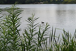 鴨,湖,水
