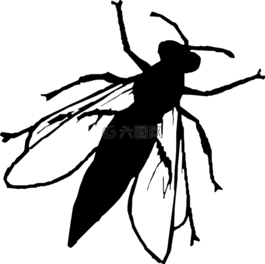 側(cè)影,飛,昆蟲