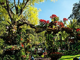 公园,blumenlanschaft,鲜花