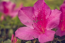 花,自然,花的