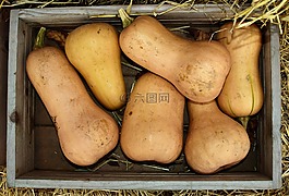 南瓜,白胡桃,秋季