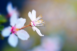 春天,開花,櫻花