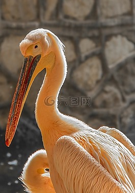 大,鳥,動物園
