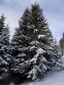 杉木,雪,冬天