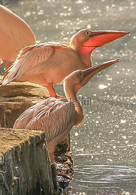 大,鳥,動(dòng)物園