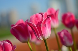 郁金香,紅色,宏