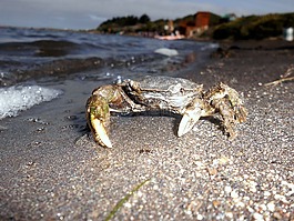 蟹,海,海洋