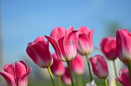 郁金香,紅色,宏