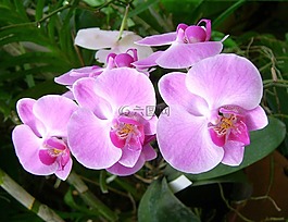 蘭花,花,植物