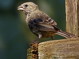 鳥(niǎo),關(guān)閉了,野生動(dòng)物