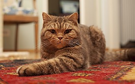 猫,国内的猫,英国的猫