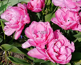 郁金香,鮮花,充滿