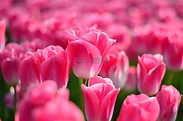 郁金香,紅色,宏