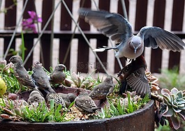 鴿子,鳥園,翅膀