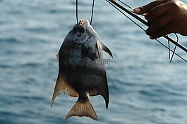 魚(yú),釣魚(yú),捕捉