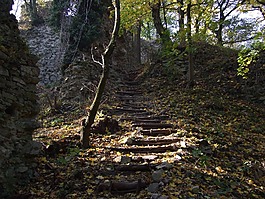 斯洛伐克,森林,陽光