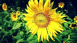 向日葵,花園,黃色花