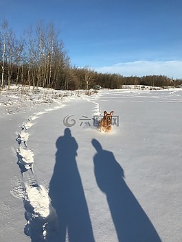 狗,雪,冬天