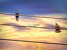鳥,電源線,天空