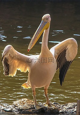 大,鳥,動物園