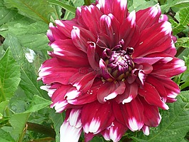 花,嬌琴紗,性質