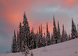 景觀,雪景,樹
