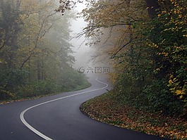 路,森林,霧