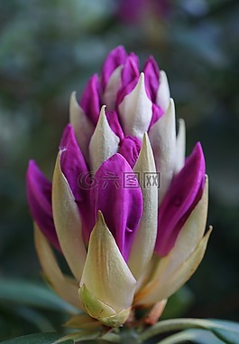 花,紫,關(guān)閉