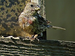 鳥(niǎo),關(guān)閉了,野生動(dòng)物