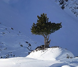 杉木,山,寒冬