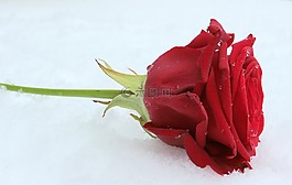玫瑰,紅色,花