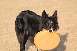 狗,邊境牧羊犬,好玩