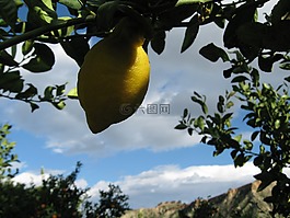 檸檬,柑橘,水果