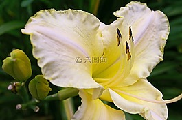 黄花菜,开花,花