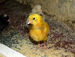 品脫,雞,鳥