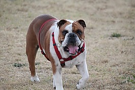 狗,牛頭犬,寵物