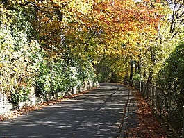 秋,樹,路
