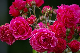玫瑰果,花卉,粉色