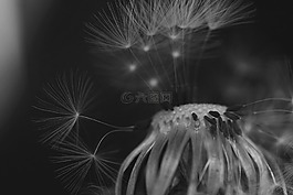蒲公英,黑與白,關(guān)閉