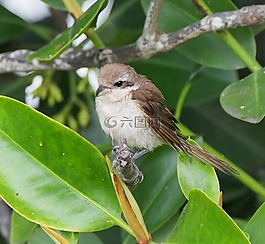 鳥,野生動物,樹