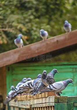 大,鳥,動(dòng)物園