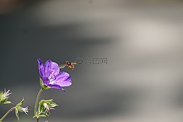 花,蜜蜂,授粉