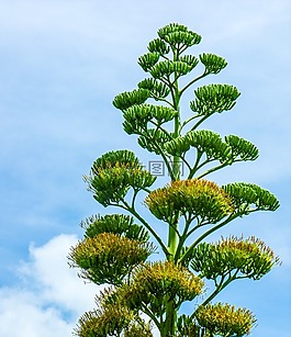 龍舌蘭花,龍舌蘭,廠