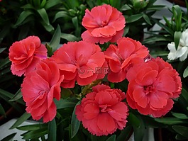香石竹,花,紅色