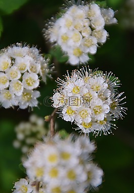 白,花卉,布卢姆