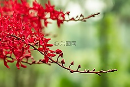 自然,植物區(qū)系,花