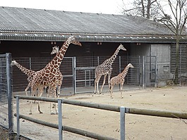 長頸鹿,動(dòng)物園,非洲
