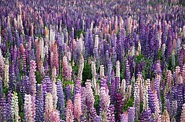 薰衣草,鮮花,原野