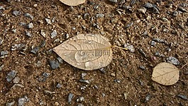 樹葉,露水,秋季