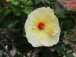 芙蓉,抓獲,家